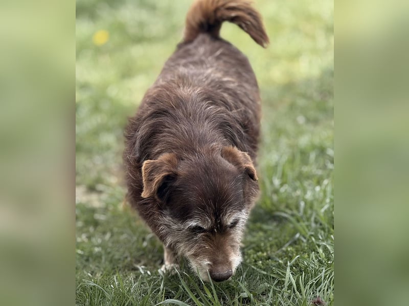 Labubu - sucht seinen Seelen-Mensch