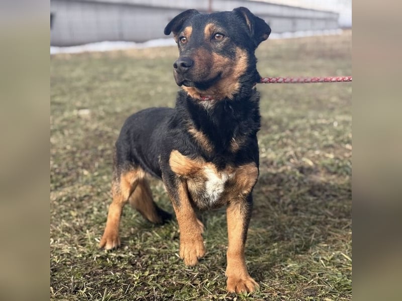 Ivo ein tapferer kleiner Kerl