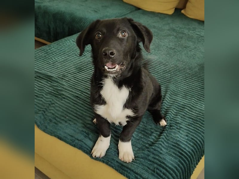 Lola ein Traumhaftes Wesen