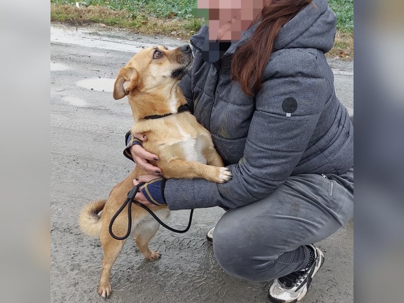 Gilbert ein kleiner freundlicher