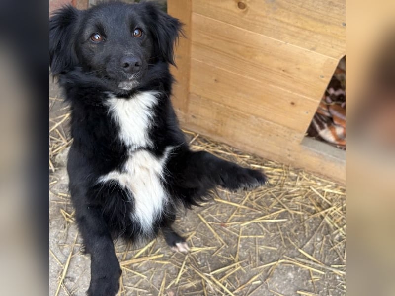 Kiera eine liebevolle winzige Hündin