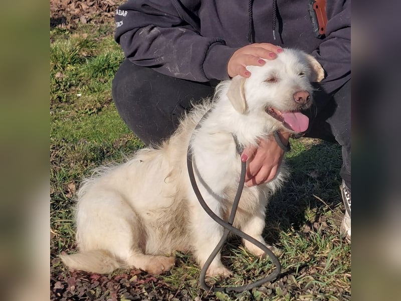 Furby ein kleiner weißer Engel