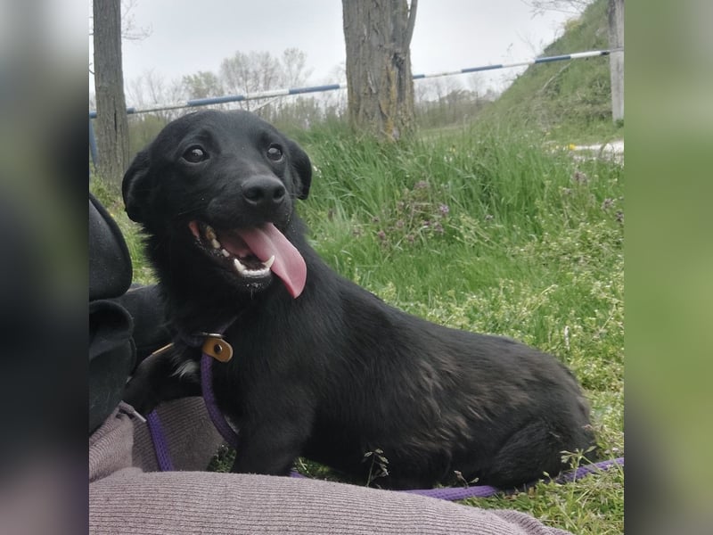 Elowen ein schwarzer Sonnenschein