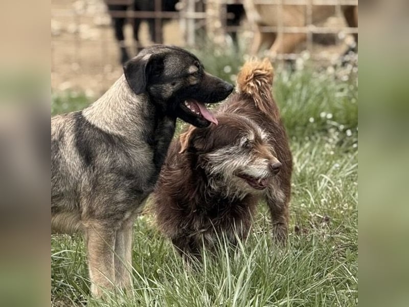 Labubu - sucht seinen Seelen-Mensch