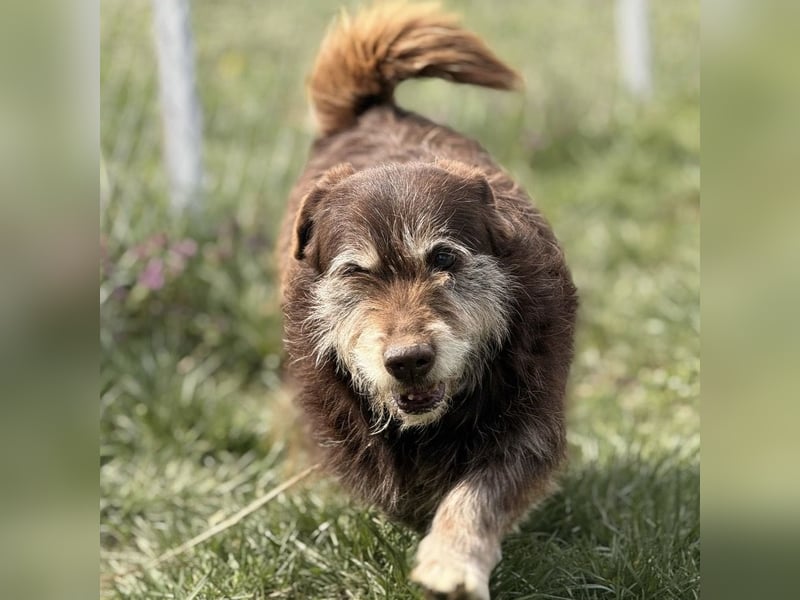 Labubu - sucht seinen Seelen-Mensch