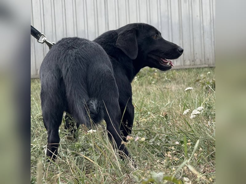 Brut ein kleiner Traumhund Brut ein kleiner Traumhund