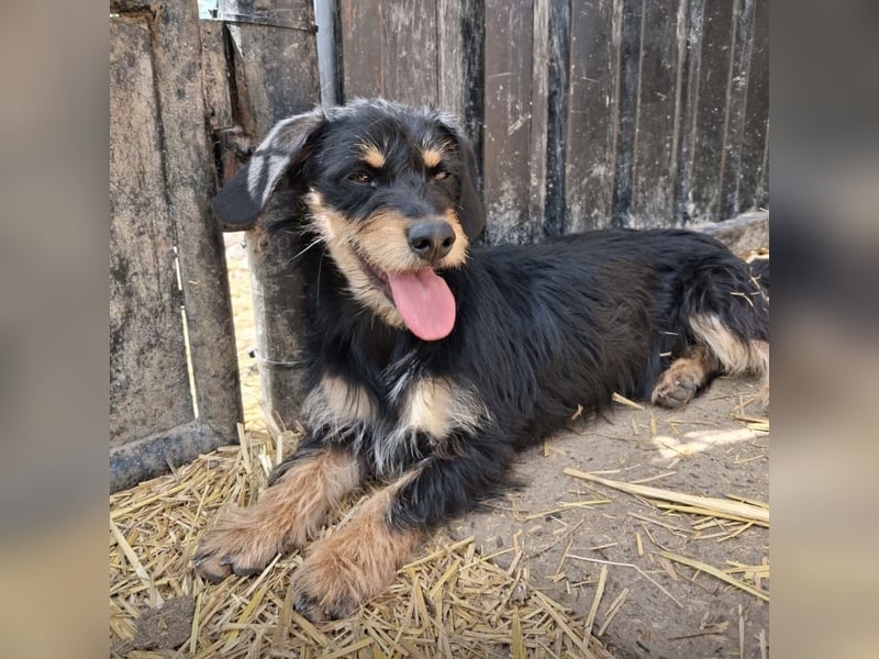 Dolly ein kleines Welpenmädchen