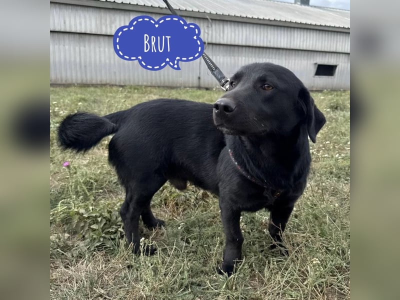 Brut ein kleiner Traumhund Brut ein kleiner Traumhund