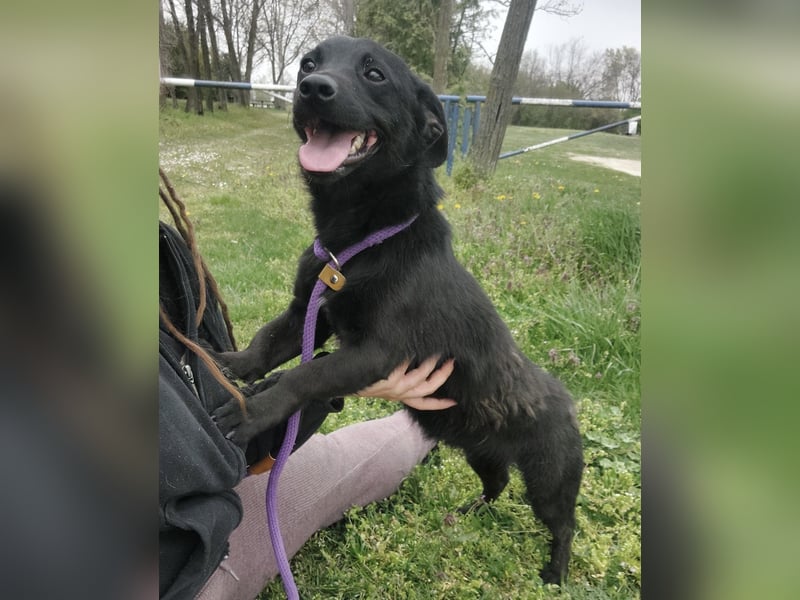 Elowen ein schwarzer Sonnenschein