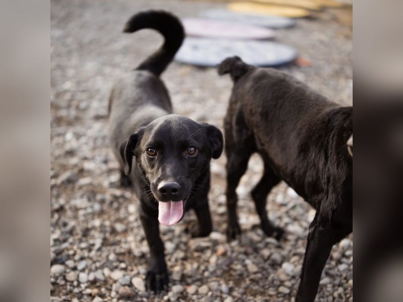 Ivan ein perfekter kleiner Familienhund