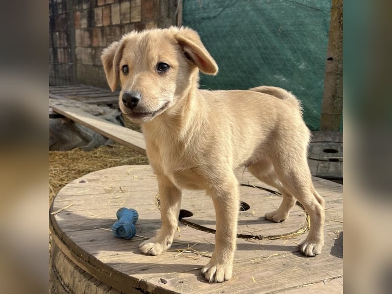 Lin ein verspielter freundlicher