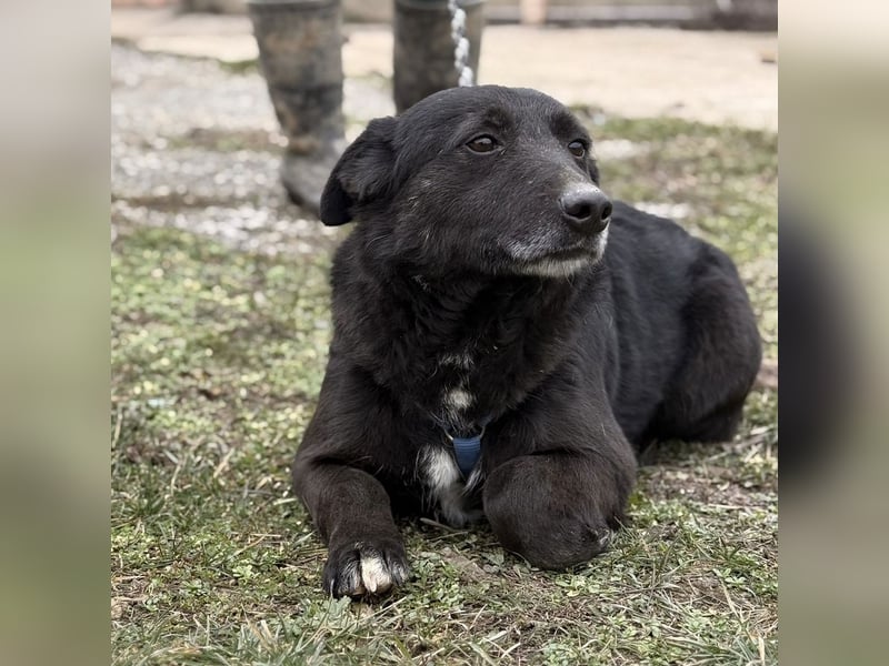 Pelle ein super lieber Hundebub