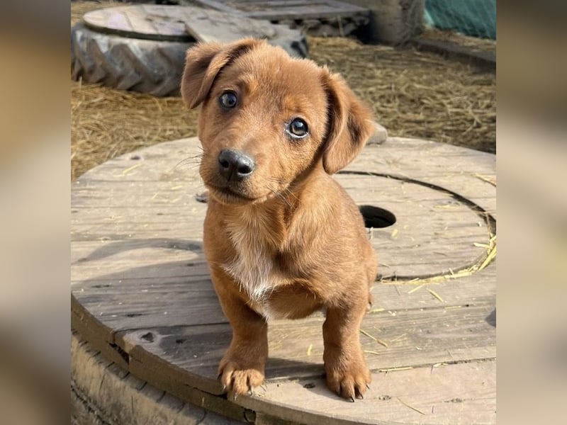 Bina ein freundliches Hundemädchen