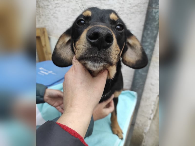 Liam ein absoluter Schatz