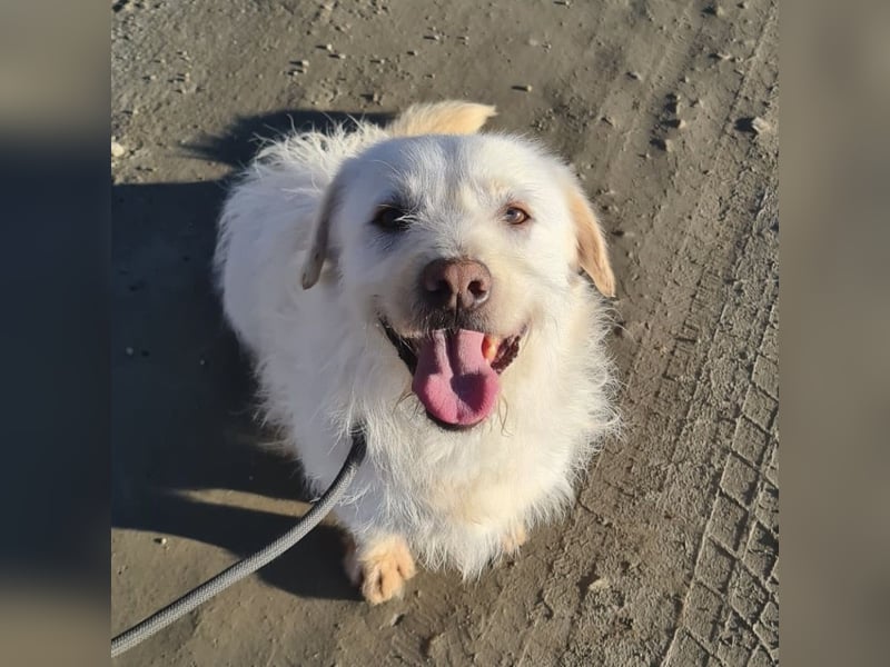 Furby ein kleiner weißer Engel