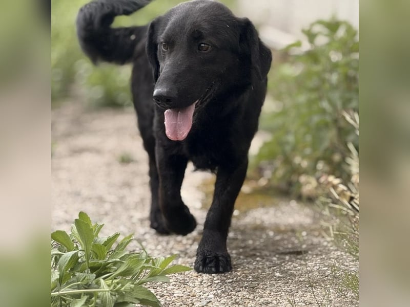 Sony ein absoluter Familienhund