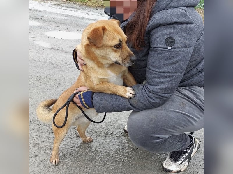 Gilbert ein kleiner freundlicher