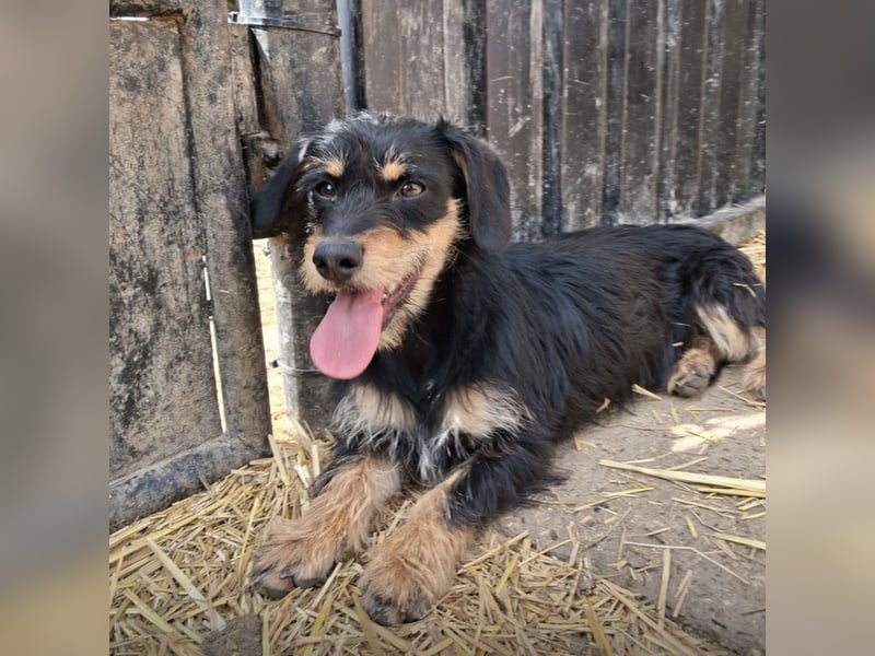 Dolly ein kleines Welpenmädchen