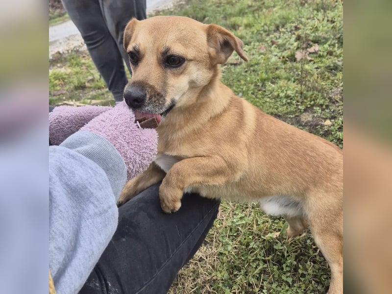 Gilbert ein kleiner freundlicher