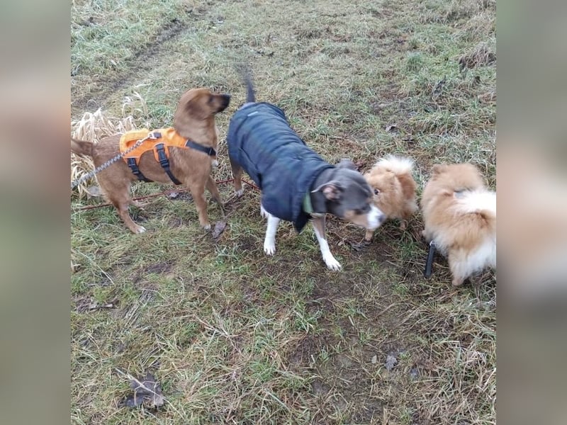 Dunna ein Engel auf vier Pfoten