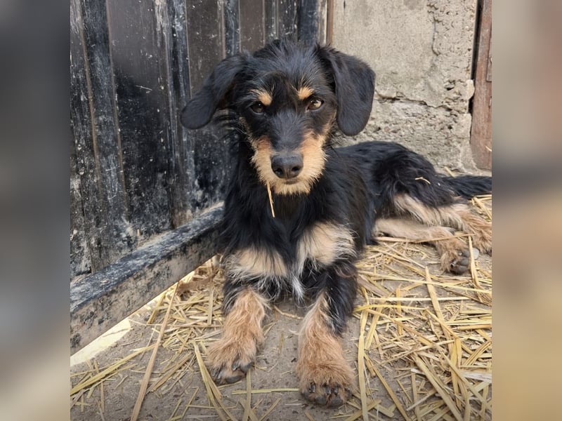 Dolly ein kleines Welpenmädchen