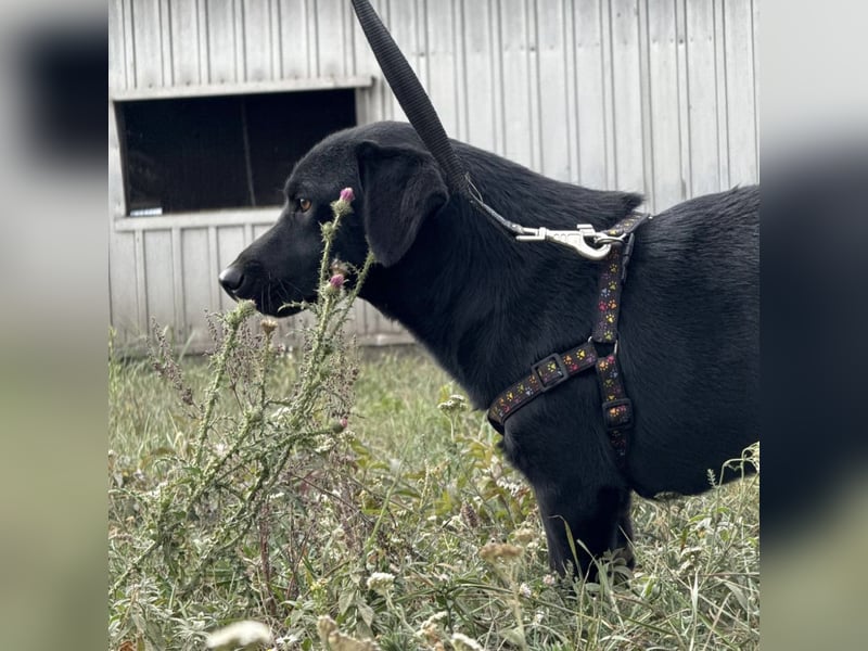 Brut ein kleiner Traumhund Brut ein kleiner Traumhund