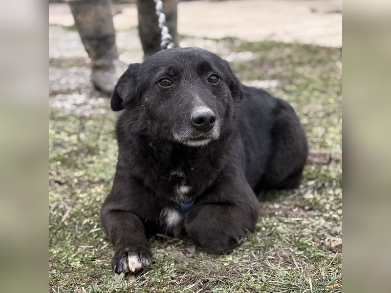 Pelle ein super lieber Hundebub