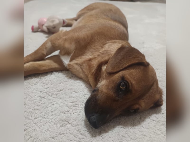 Dunna ein Engel auf vier Pfoten