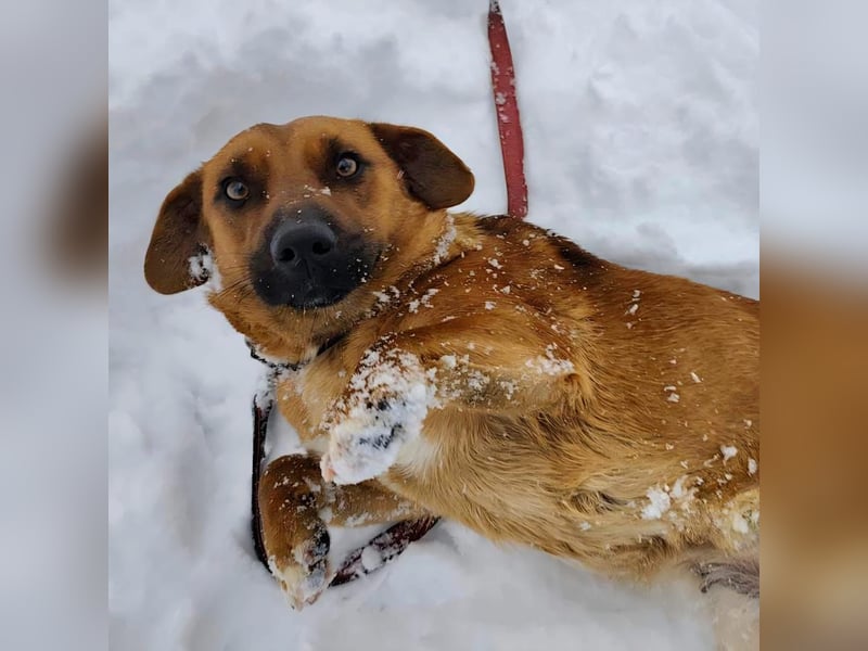 Dunna ein Engel auf vier Pfoten