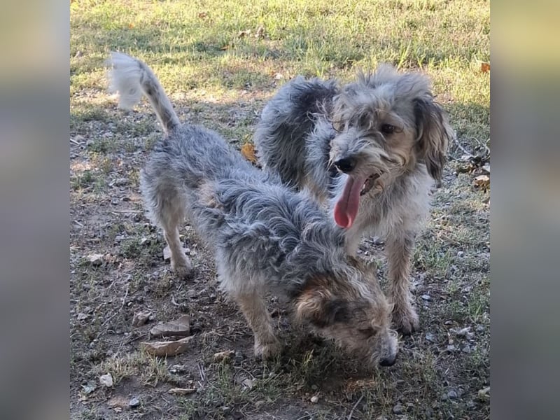 Chilly ein winziger Schatz