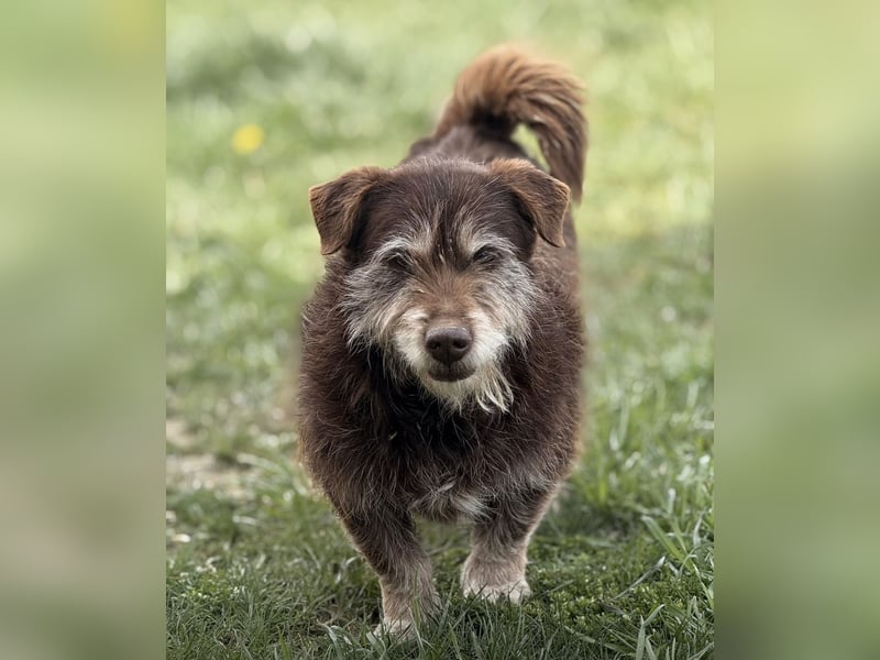 Labubu - sucht seinen Seelen-Mensch