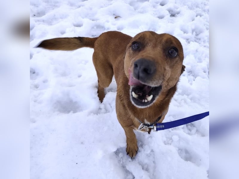 Moon ein super freundlicher Hundebub