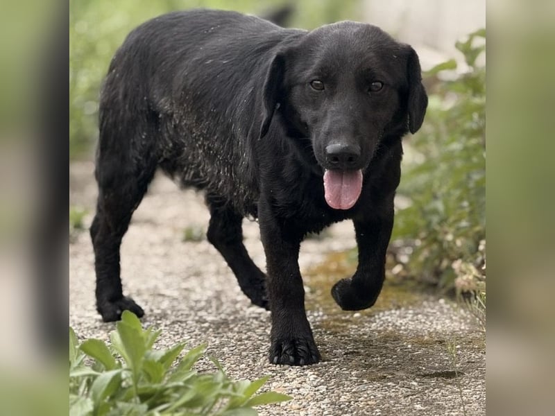 Sony ein absoluter Familienhund