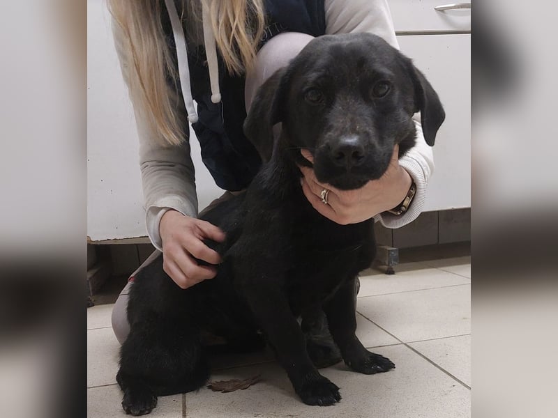 Niko ein schüchterner Schatz