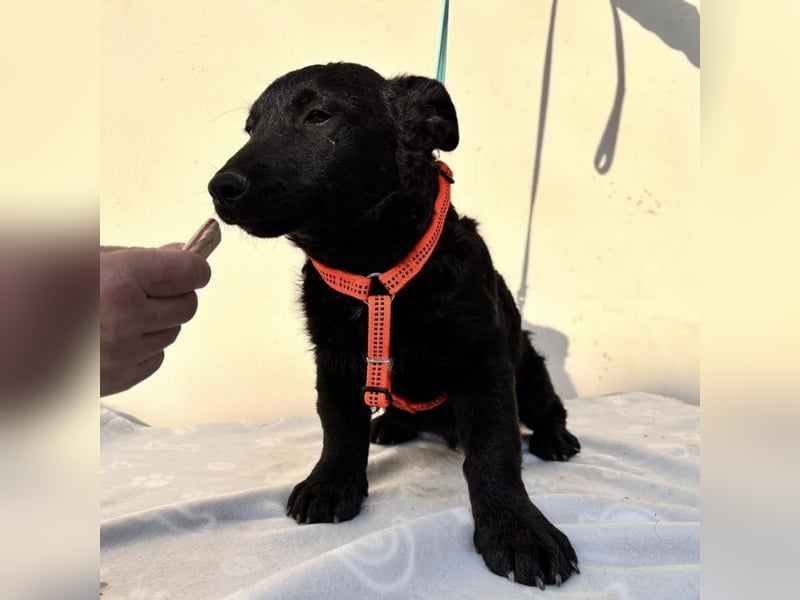 Buli ein Welpe zum Knuddeln