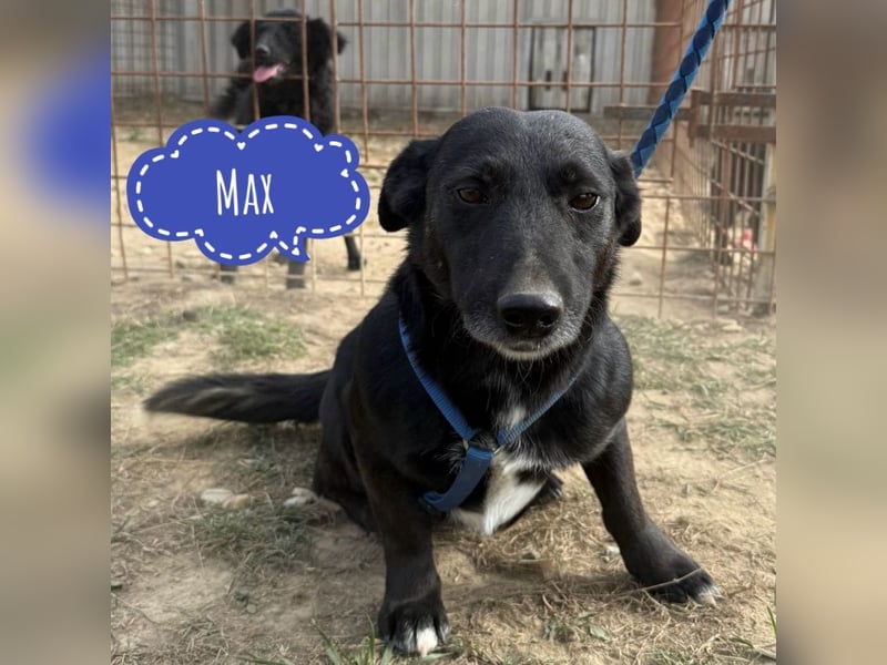 Max ein kleiner Engel Max ein kleiner Engel