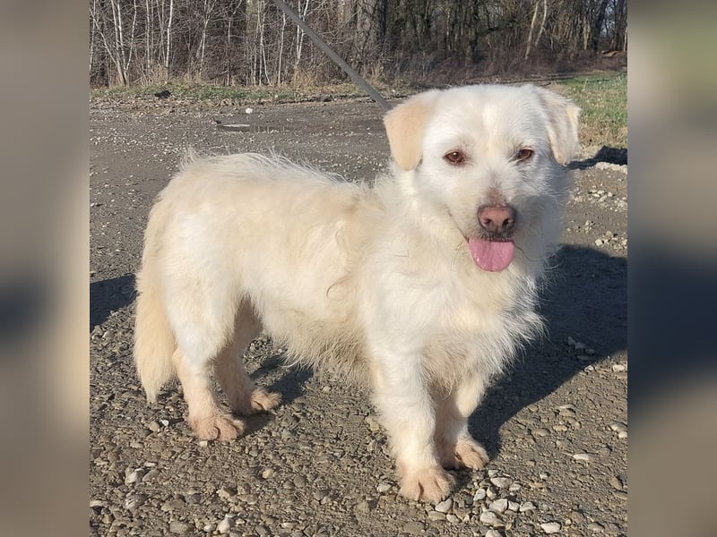 Furby ein kleiner weißer Engel