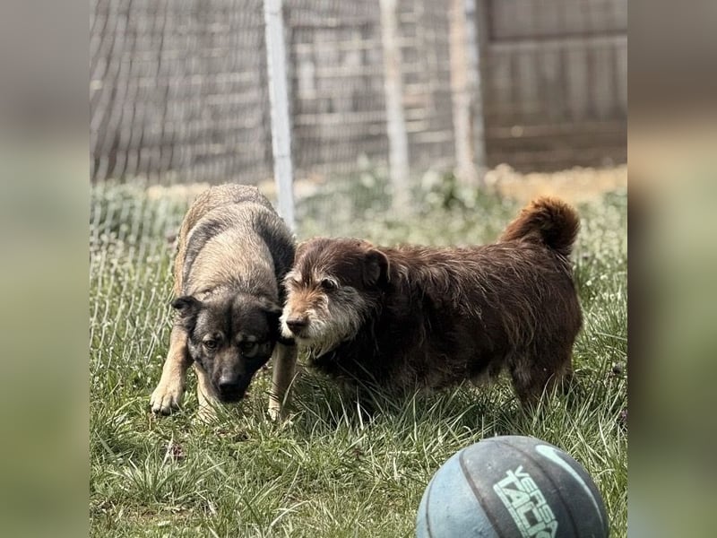 Labubu - sucht seinen Seelen-Mensch