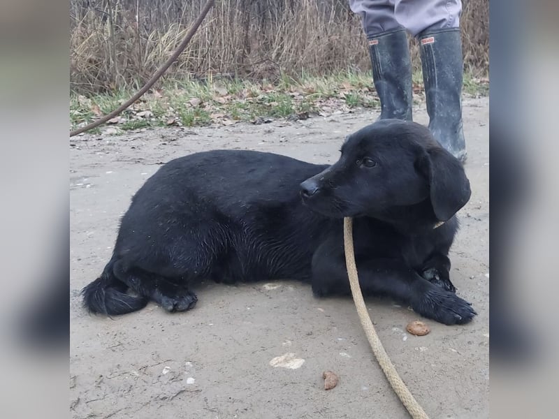 Niko ein schüchterner Schatz
