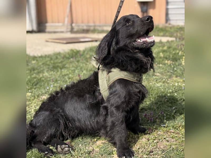 Mile ein besonderer Schatz