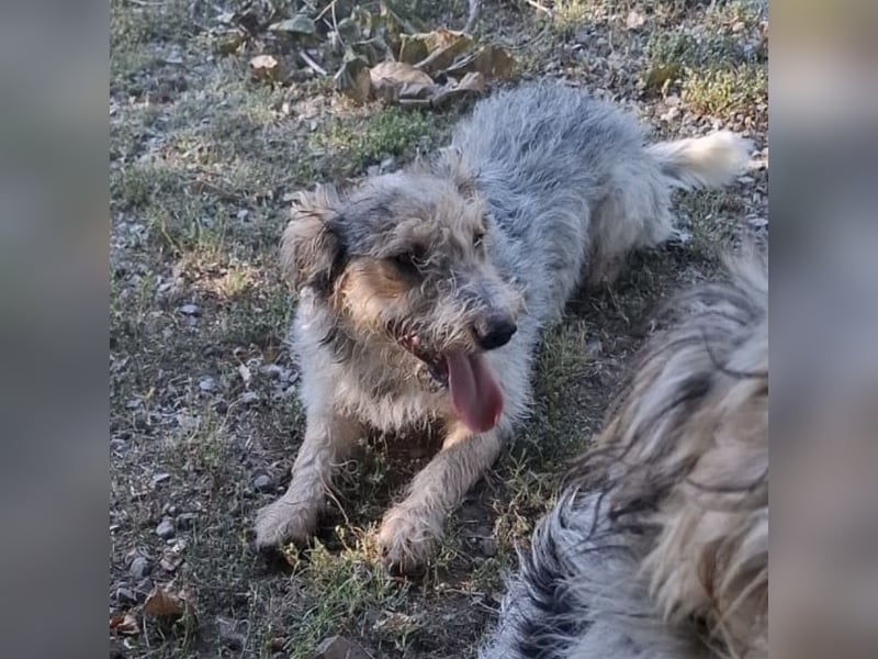Chilly ein winziger Schatz