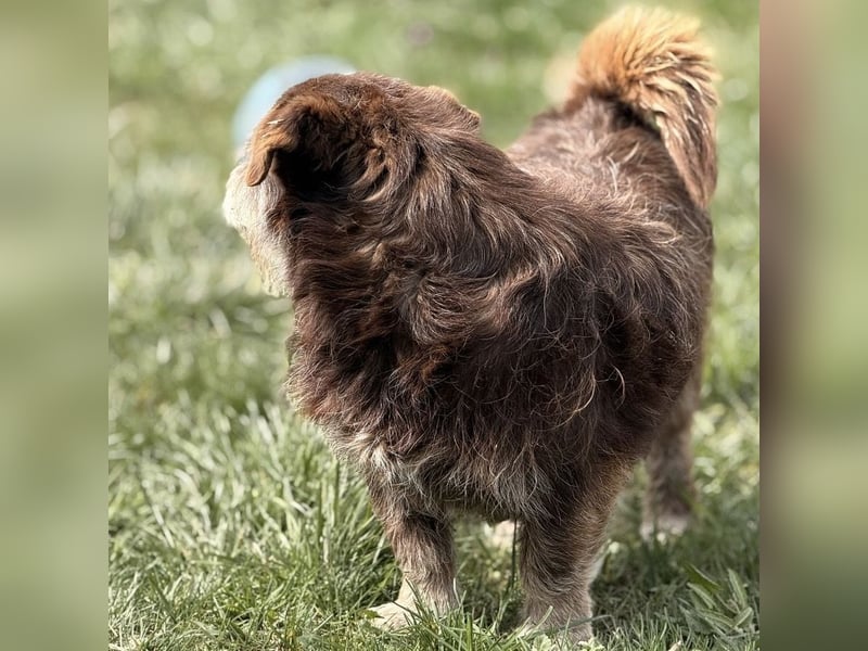 Labubu - sucht seinen Seelen-Mensch