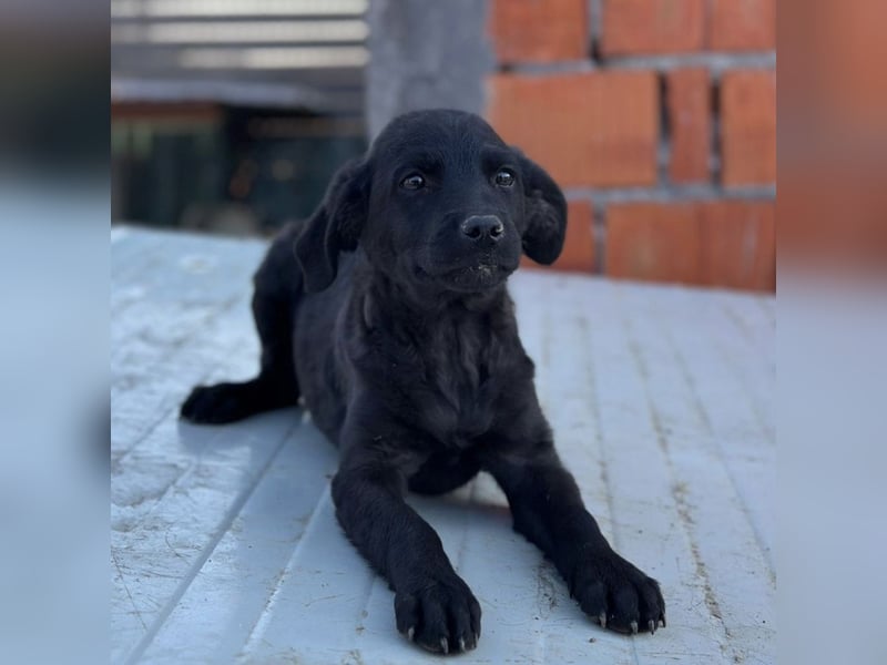 Jody ein winziges Welpenmädchen