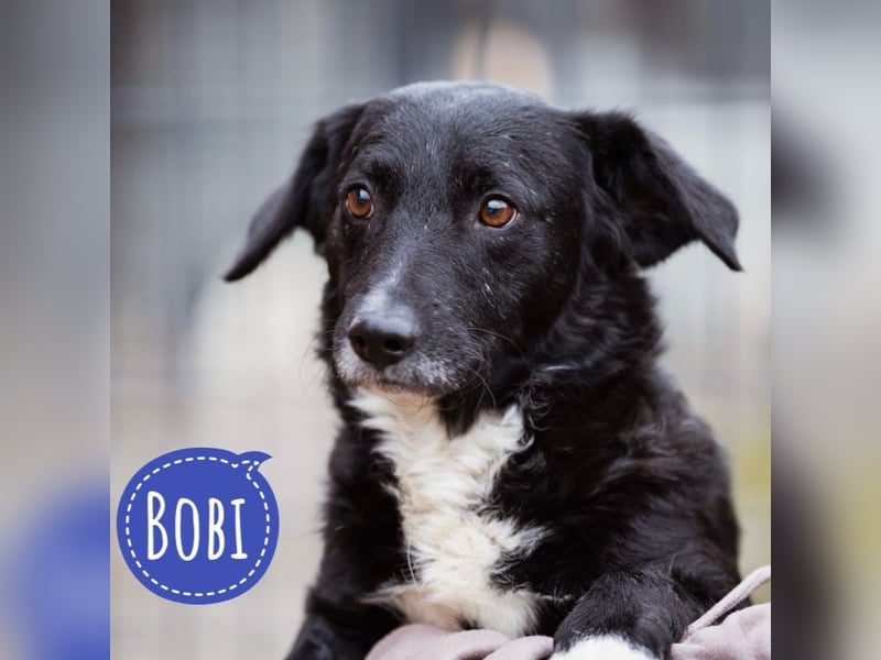 Bobi ein sanfter ruhiger Hundebub