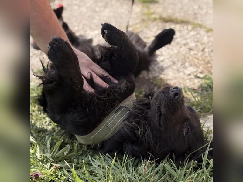 Mile ein besonderer Schatz