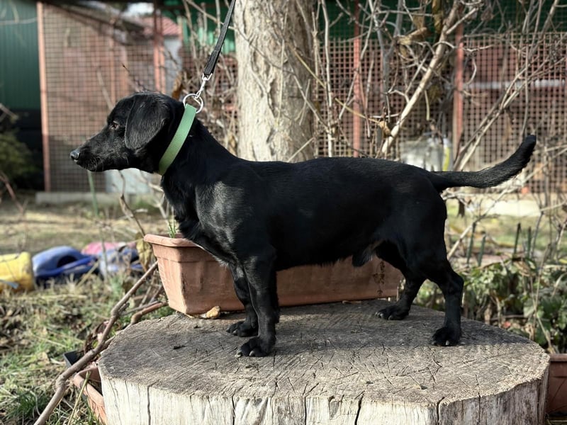 Tadé - Dackelmix möchte bei dir einziehen!