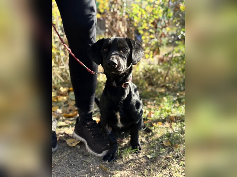 Tadé - Dackelmix möchte bei dir einziehen!