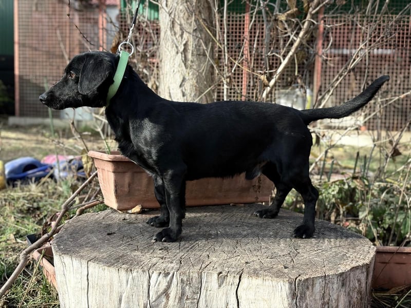 Tadé - Dackelmix möchte bei dir einziehen!