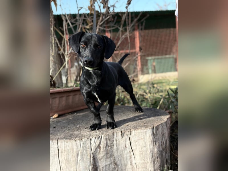 Tadé - Dackelmix möchte bei dir einziehen!