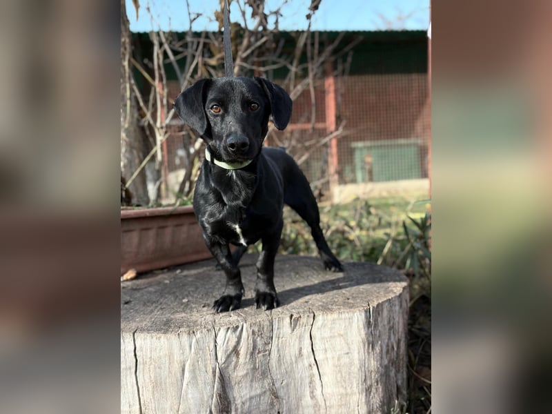 Tadé - Dackelmix möchte bei dir einziehen!